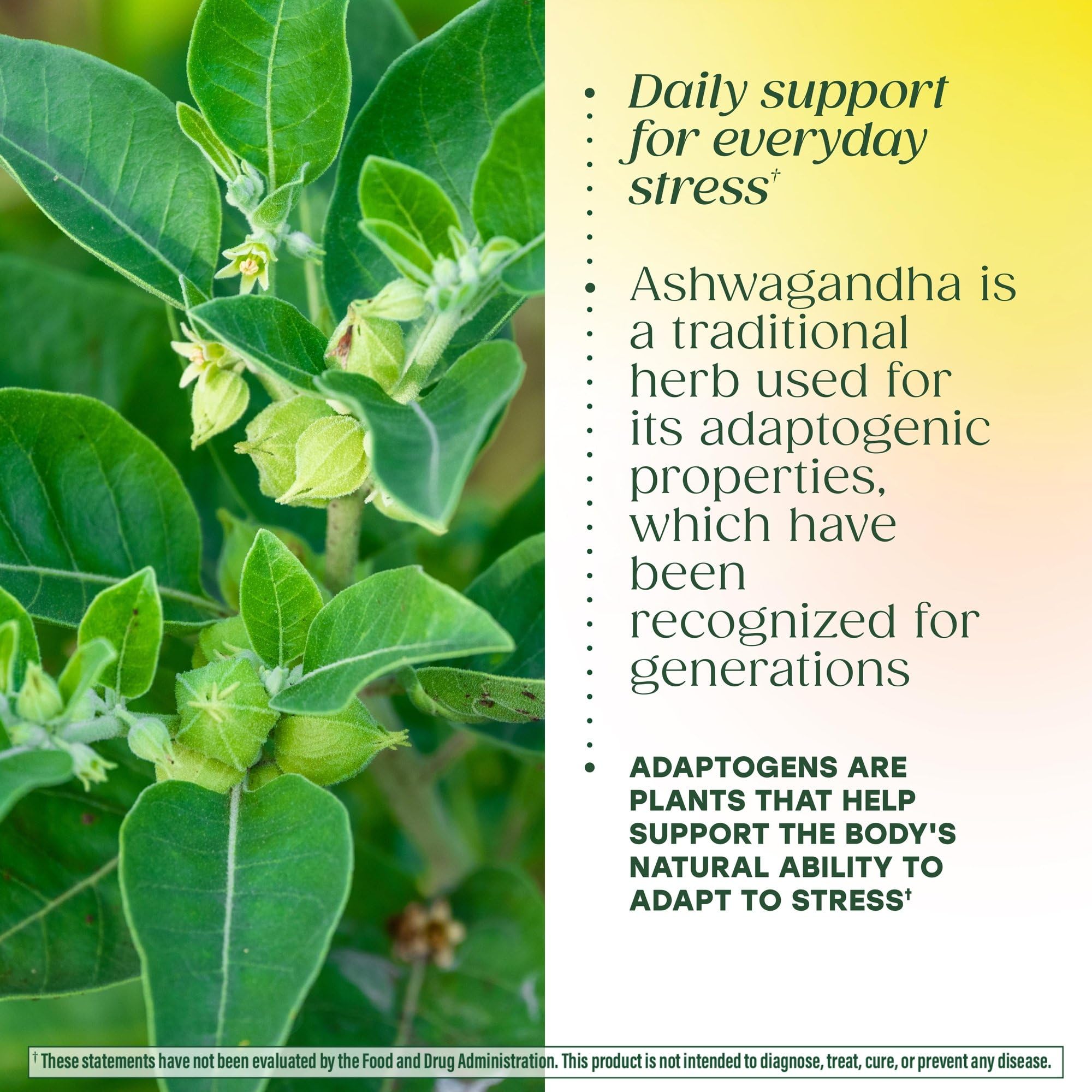 MegaFood Adrenal Strength - Adrenal Support Supplements with Ashwagandha and Magnesium Glycinate, Vitamin C, Holy Basil, Astragalus, Reduces Cortisol Levels - Vegetarian - 60 Tablets (30 Servings) - Image 5