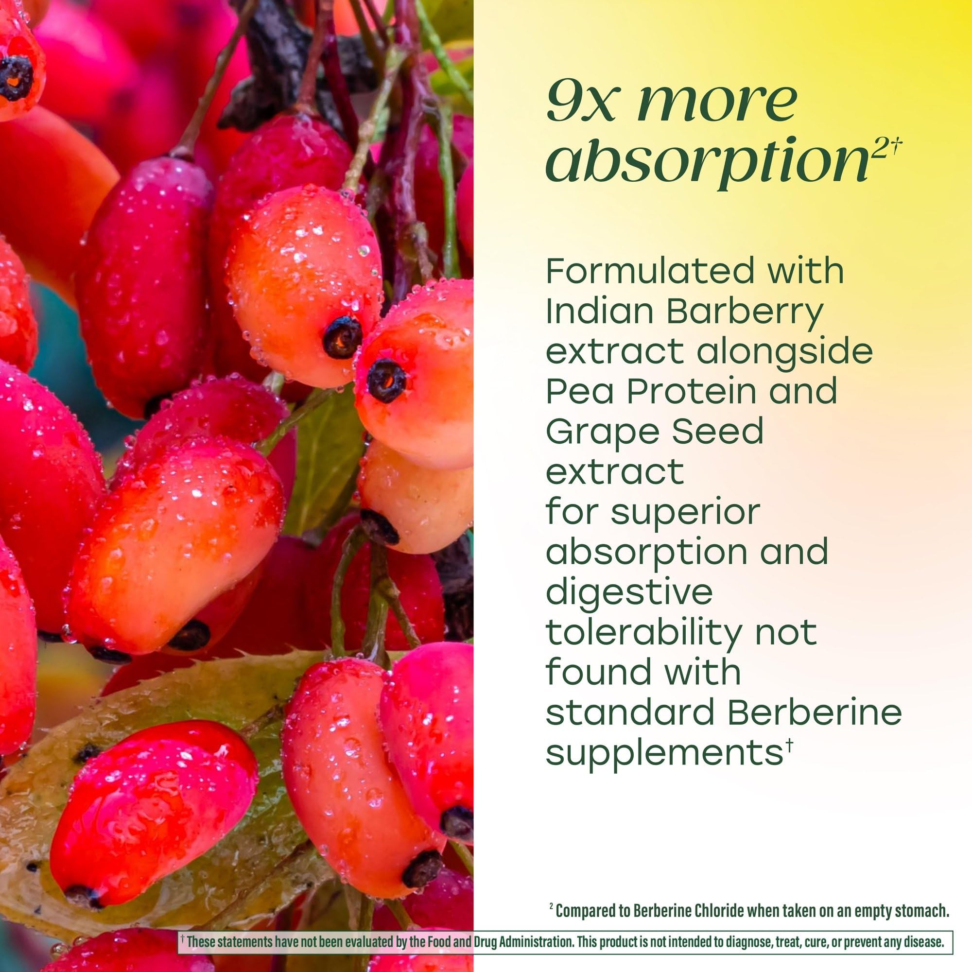 MegaFood Berberine Phytosome - Berberine Supplement 550 mg Per Serving, 1100 mg Daily - 9X Absorption - Supports A Healthy Metabolism & Cholesterol Levels - Vegan - 60 Capsules, 30 Day Supply - Image 3