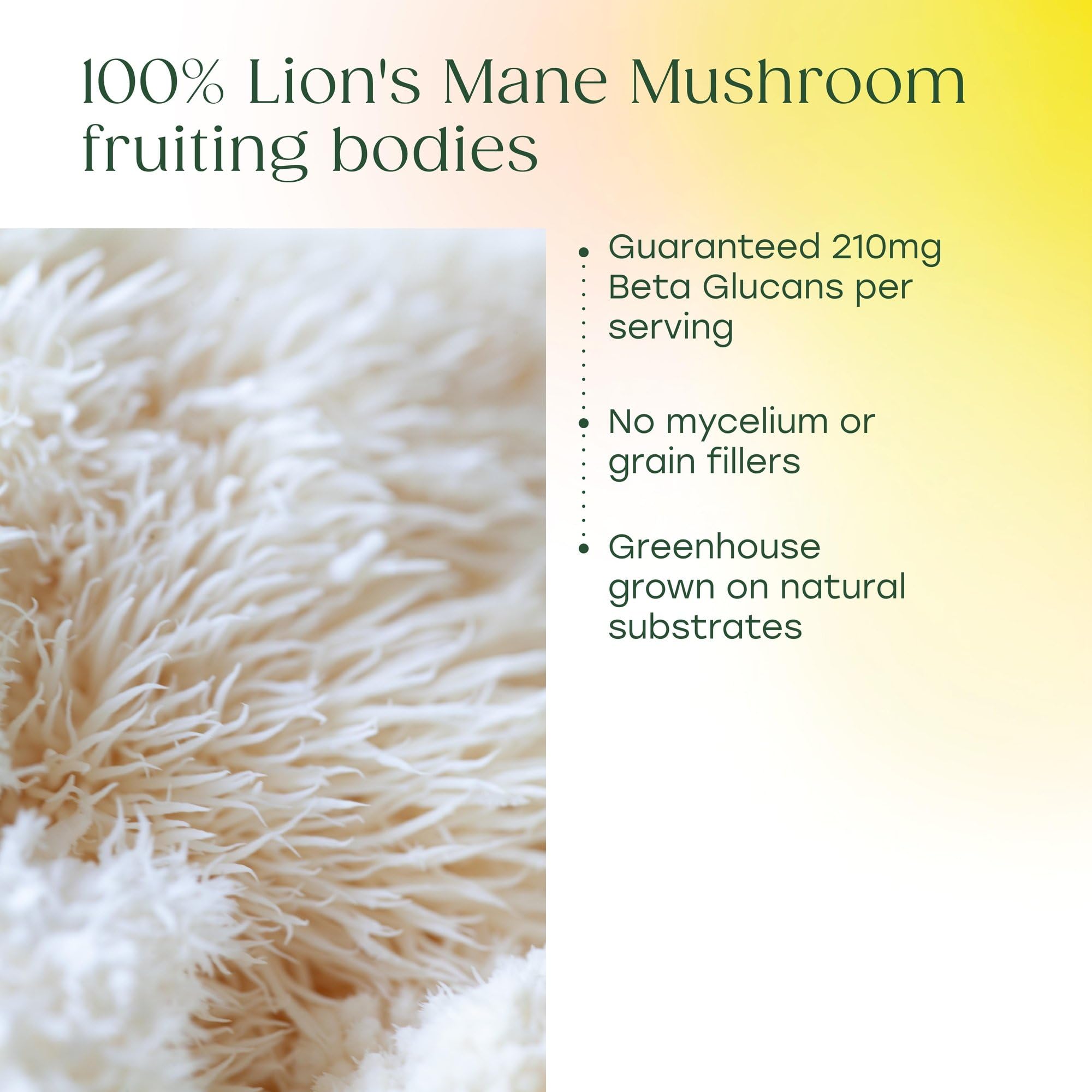 MegaFood Superfood Mushroom Focus Support - Lions Mane Supplement Capsules - Doctor Formulated – Lion’s Mane Mushroom Supplement with Clinically Studied Bacopa - Vegan - 60 Capsules, 30 Servings - Image 4