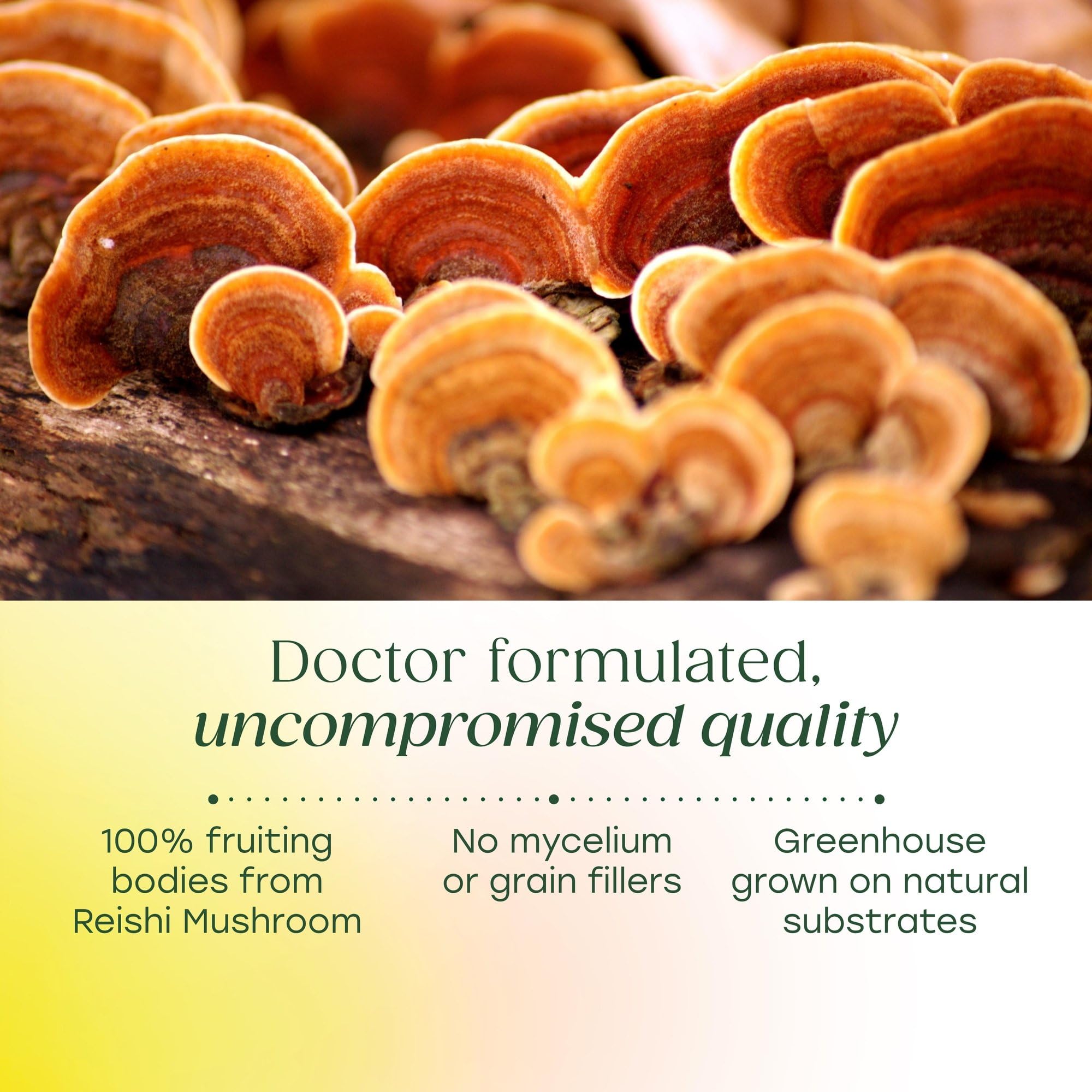 MegaFood Superfood Mushroom Stress Relief - Reishi Mushroom Supplement Clinically Studied to Reduce Stress - Doctor Formulated with Ashwagandha KSM 66 - Vegan, Gluten-Free - 60 Capsules, 30 Servings - Image 4